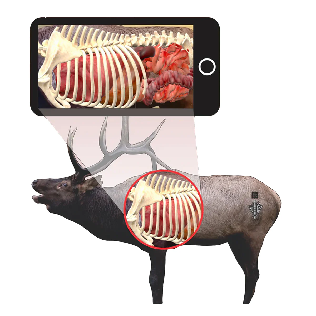 Deadnuts Outdoors 2D Bull Elk Broadside Target - Image 3